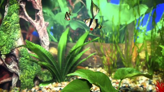 How to Make Aquarium Plants Grow Faster