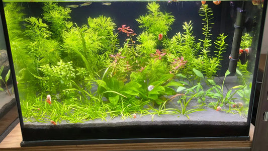 Using The Seaoura SR616 To Grow A Thriving Planted Tank!