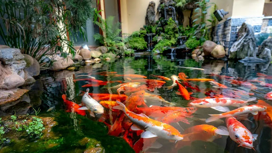 Vibrant koi feeding in a backyard pond