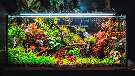 RGB vs WRGB Aquarium Light: Which One Is Better?