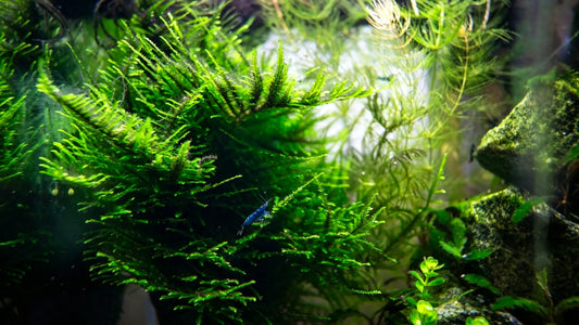 Top 10 Aquarium Moss Types for Beginners: Easy Moss Plants for Aquariums With LED Lights