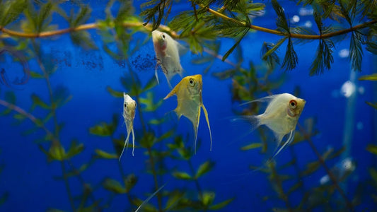 What Happens If Aquarium Lights Stay Off Too Long