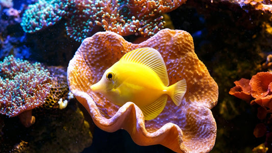 10 Best Saltwater Fish for Beginners-Yellowtail Damselfish