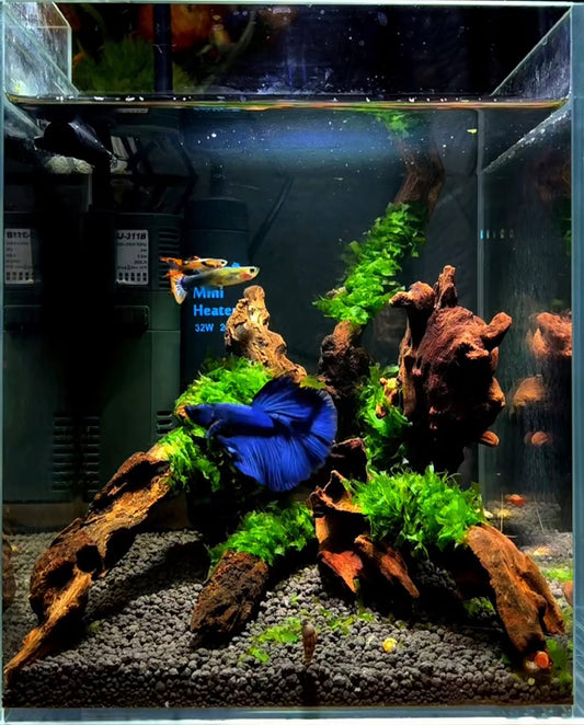 Blue betta fish swimming in a small planted aquarium with driftwood, moss, and a mini heater