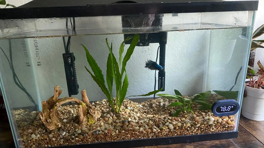 Winter Aquarium Care Guide: Keep Fish Healthy in Cold Weather