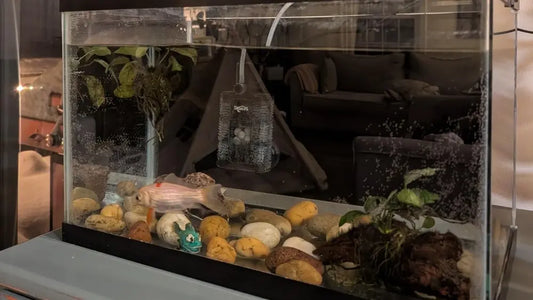 aquarium fish filters