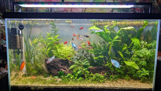 Aquarium Light Buying Guide: 7 Things to Know Before Choosing an LED Aquarium Light