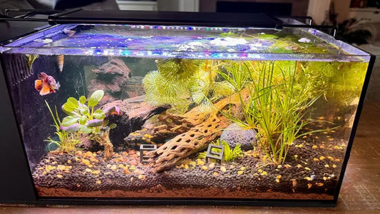 Are Smart Fish Tanks Really Worth It? Pros, Cons & Buyer Guide