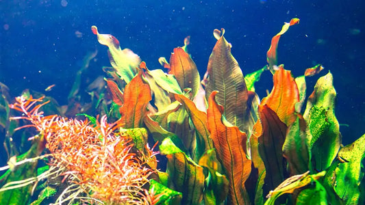 Why Are My Aquarium Plants Turning Brown