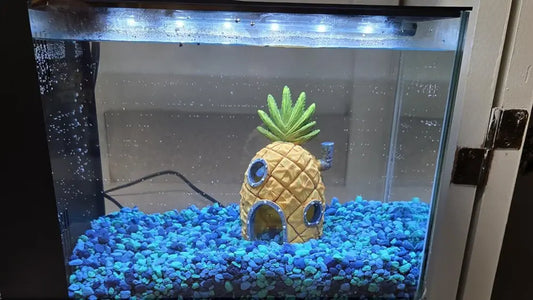 aquarium fish tanks