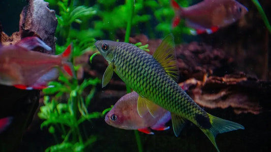 beginner_tropical_fish_heated_aquarium_setup