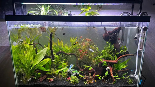 cleaning water aquarium