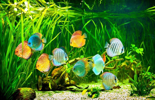 Understanding Fish Density and Water Surface Calculation in a 20-Gallon Aquarium