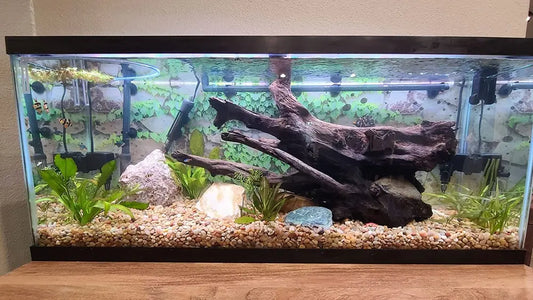 LED vs. Fluorescent Lighting for Aquariums
