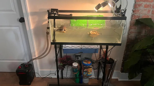 Hang on Back vs Canister Filter