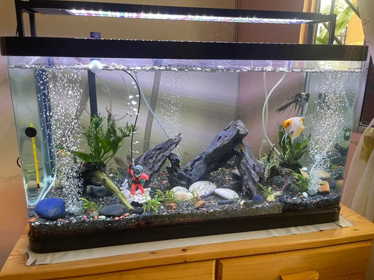 healthy aquarium