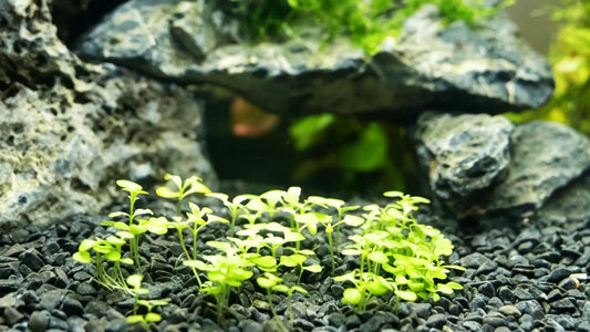 Best Foreground Aquarium Plants for a Beautiful and Balanced Aquascape