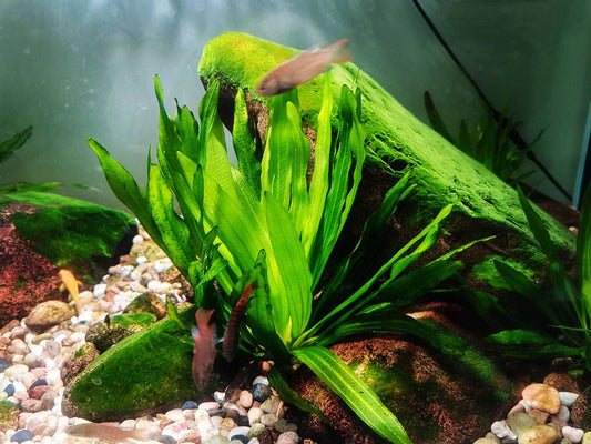 How to Deal with Algae with Different Ways: Different Methods Explained