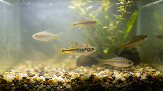 Common Beginner Fish Keeping Mistakes