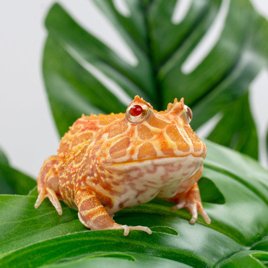 Aquarium Frogs: Best Frog Species for Fish Tanks & Care Guide