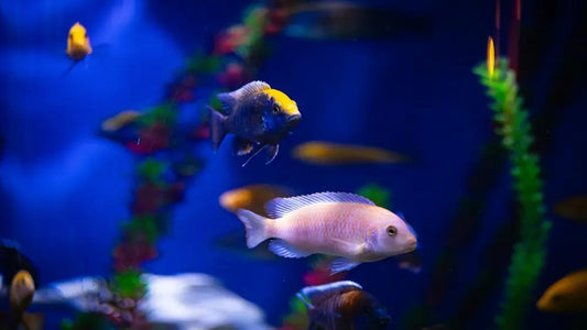 planted_aquarium