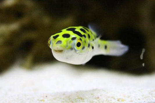 What Does Pufferfish Eat and How to Keep Pufferfish？