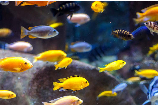 Which Fish Can Go with Cichlids in a Fish Tank? 10 Safe Tank Mates List (2026 Guide)
