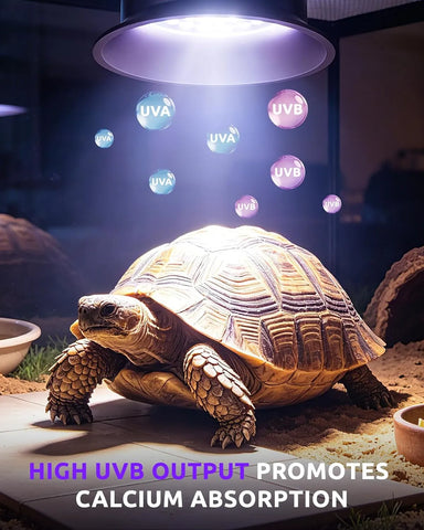 UVA UVB reptile lamp promote turtle calcium absorption render